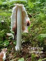 Coprinus comatus-amf502-2